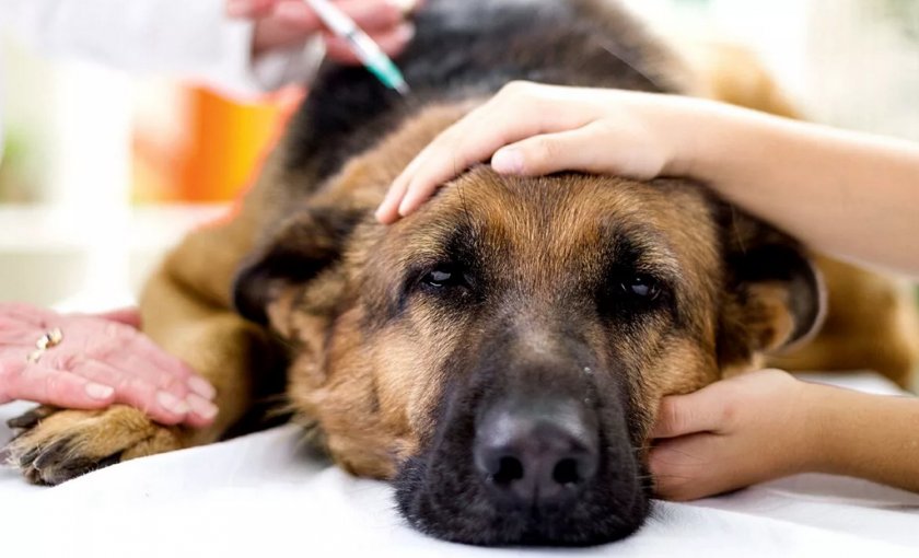 Лечение собаки Лечение собаки
