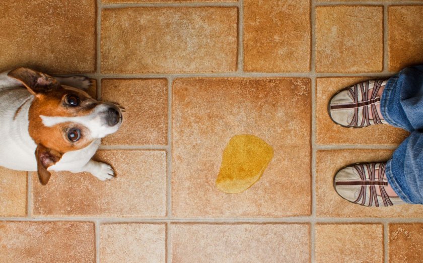 Недержание мочи у собаки