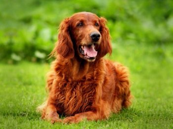 Ирландский сеттер: описание, цена, уход