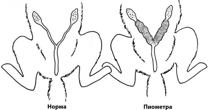 Пиометра у собак