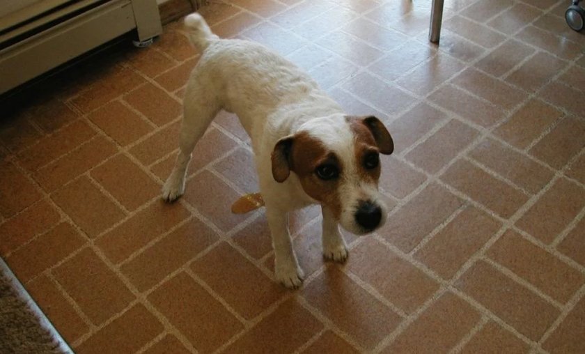 Недержание мочи у собаки