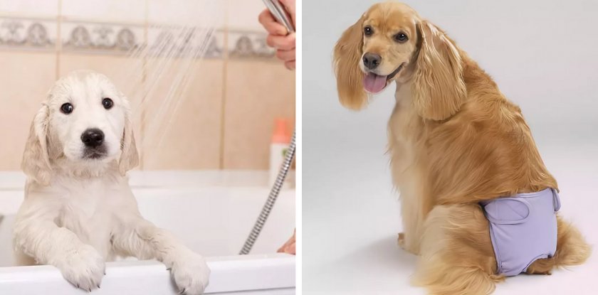 Уход за собакой