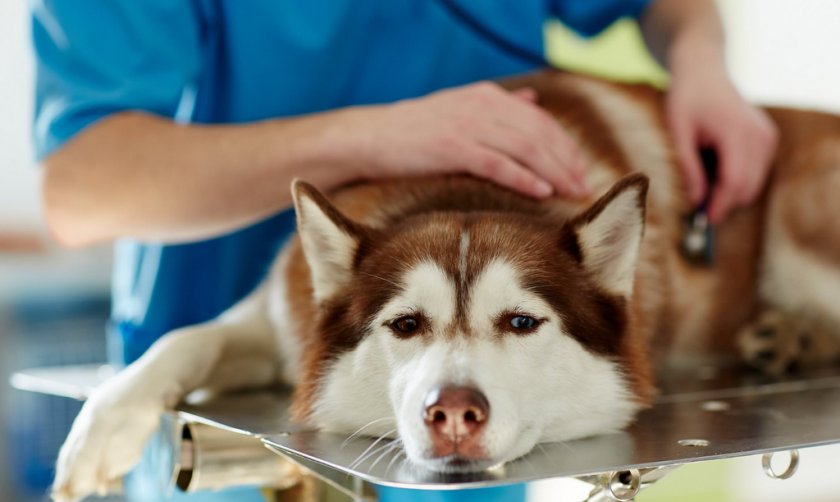 Аритмия у собаки Аритмия у собаки