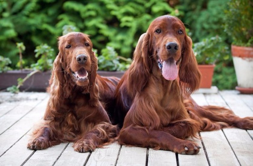 История породы