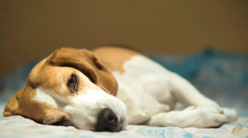 Больная собака