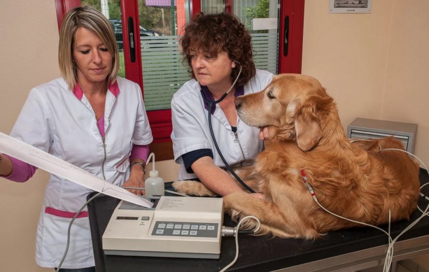 Диагностика аритмии у собаки Диагностика аритмии у собаки