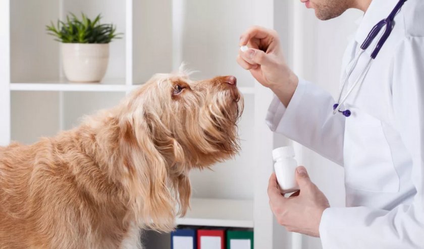 Лечение собаки Лечение собаки