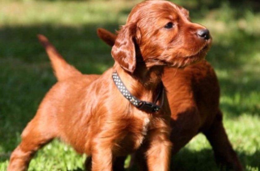 Щенок ирландского сеттера