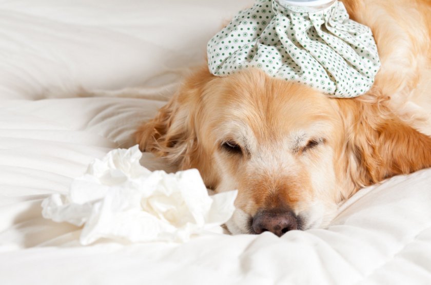 Больная собака