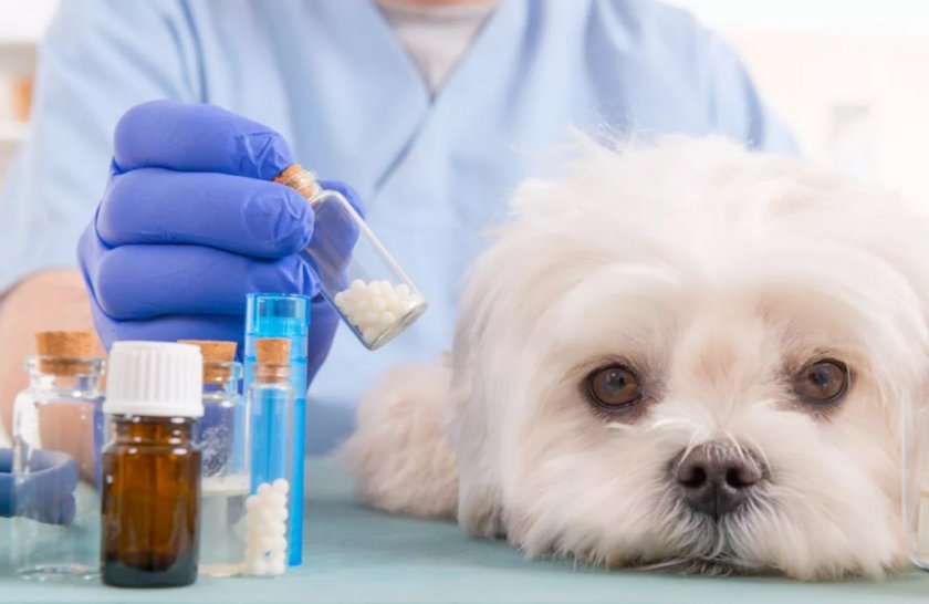 Лечение собаки