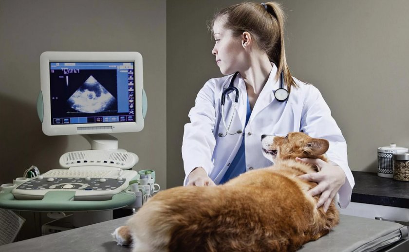 УЗИ сердца собаки УЗИ сердца собаки