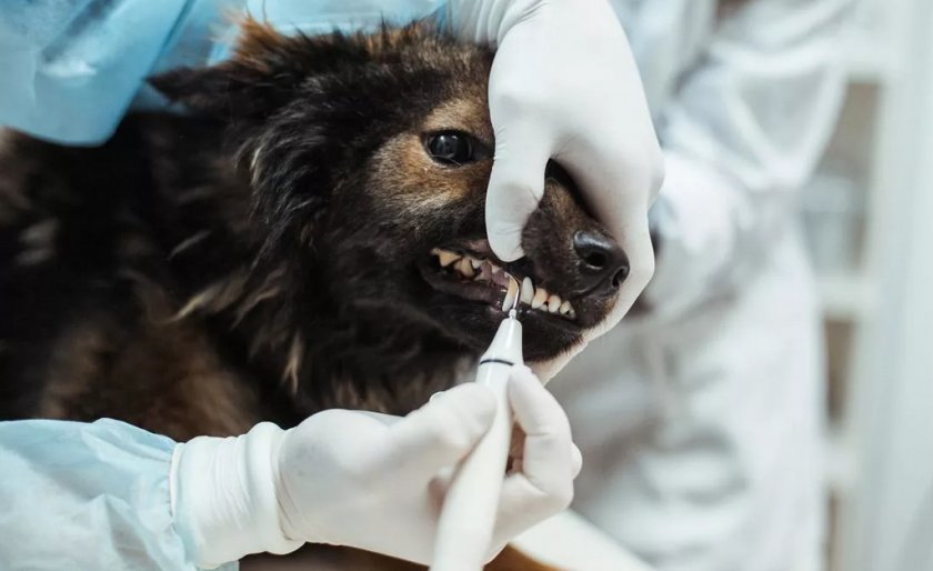 Ультразвуковая чистка зубов от камней Ультразвуковая чистка зубов от камней