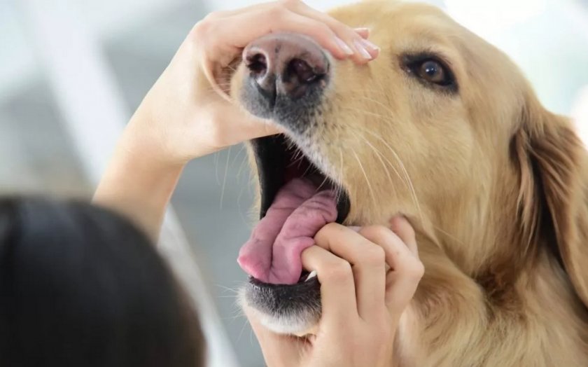 Осмотр полости рта собаки после полоскания Осмотр полости рта собаки после полоскания