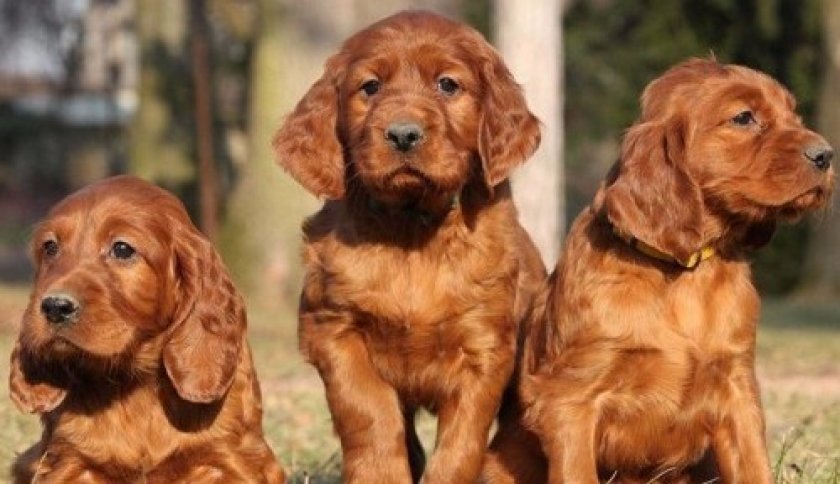 Ирландский красный сеттер