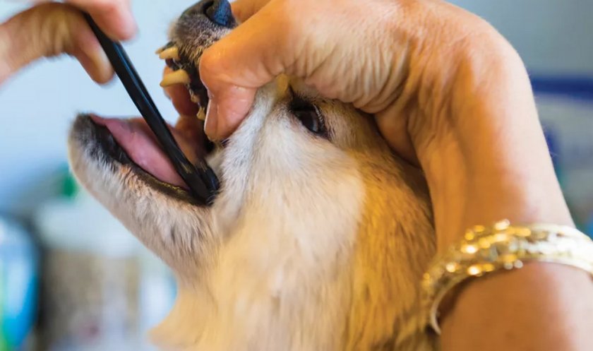 Нанесение геля на ясна собаке Нанесение геля на ясна собаке