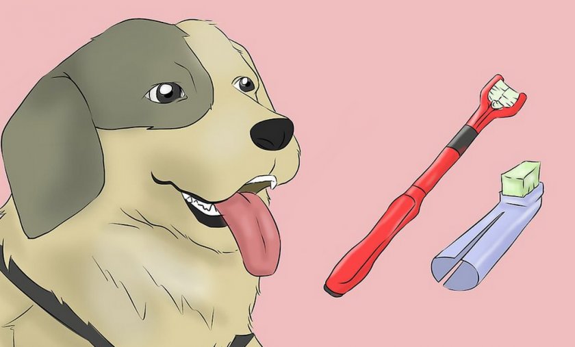 Зубные щетки для собак Зубные щетки для собак