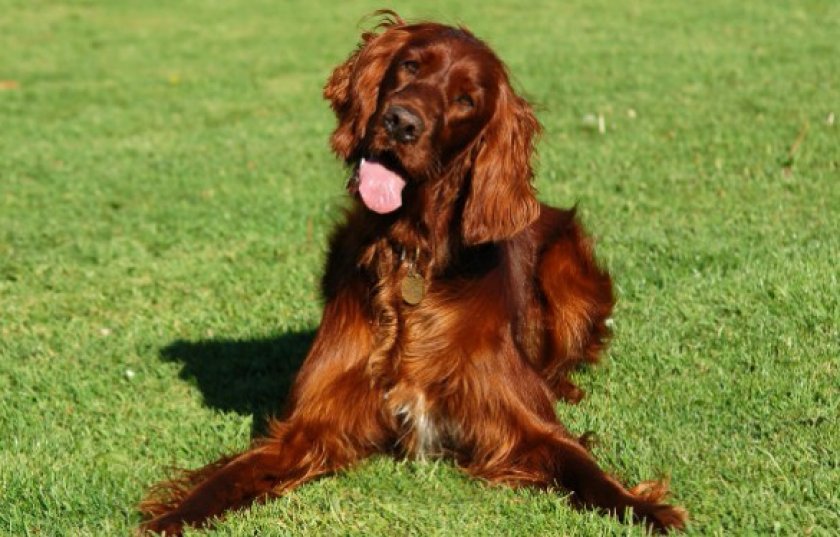 Собака породы ирландский сеттер
