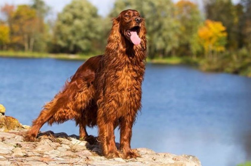 Шерсть сеттера