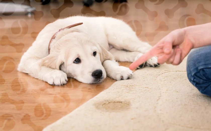 Цистит у собаки