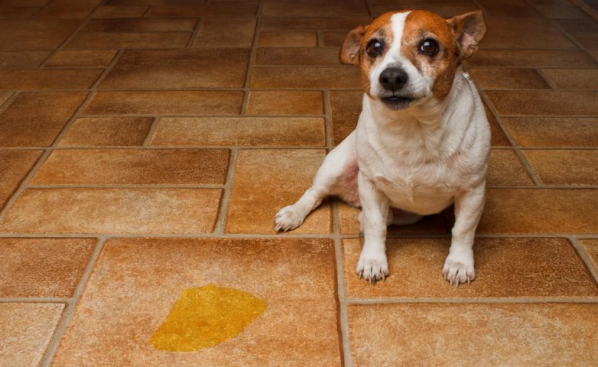 Цистит у собаки