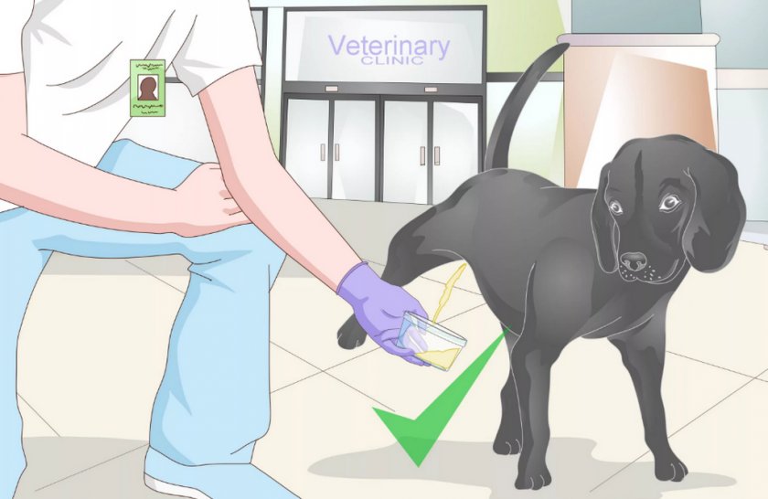 Сбор мочи для анализа