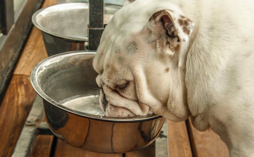 Собака пьет воду