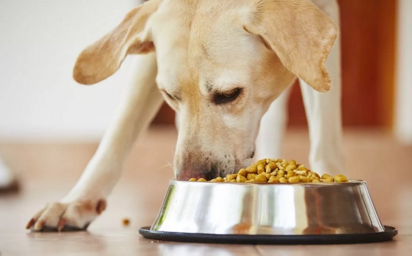 Кормление собаки кормом