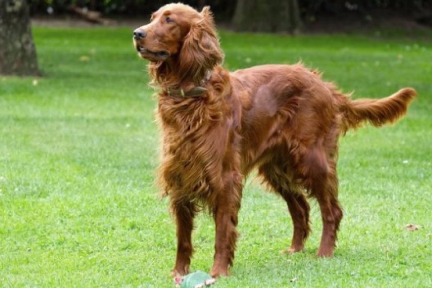 Ушам ирландского сеттера необходим особый уход