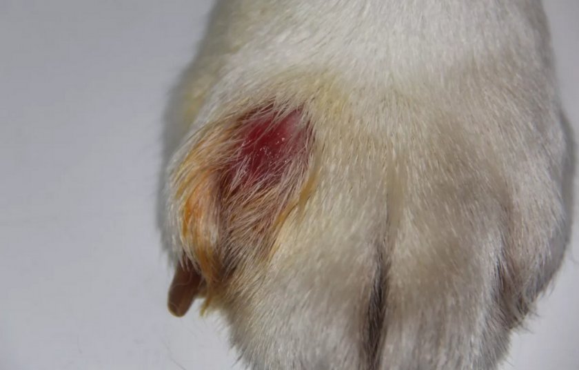 Пиодермия лапы собаки