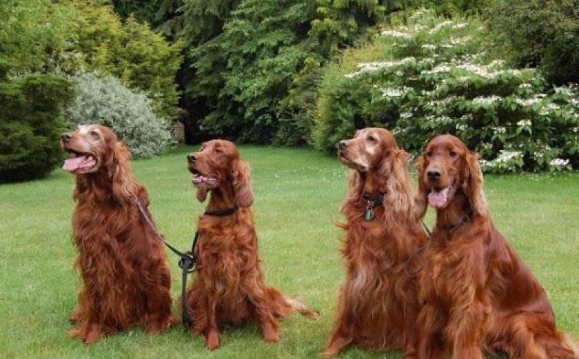 Ирландские сеттеры на прогулке