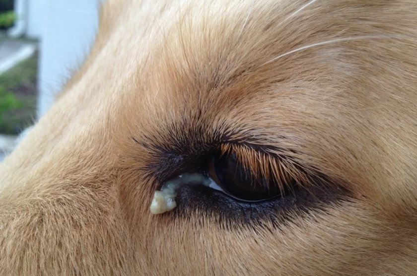 Гнойные выделения из глаз у собаки Гнойные выделения из глаз у собаки