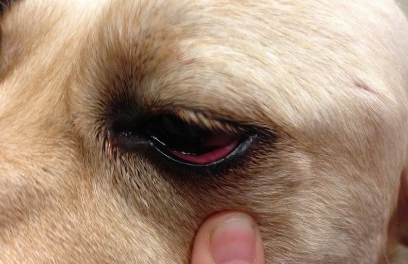 Конъюнктивит у собак