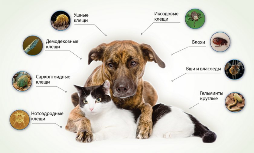 Паразиты кошек и собак Паразиты кошек и собак
