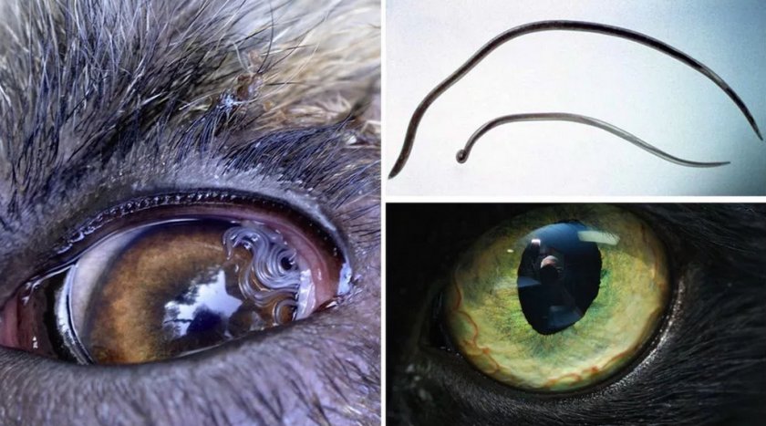 Паразитный червь Thelaziidae в глазах животных Паразитный червь Thelaziidae в глазах животных