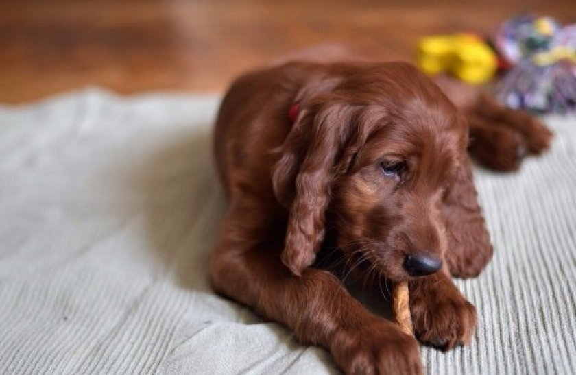 Ирландский сеттер