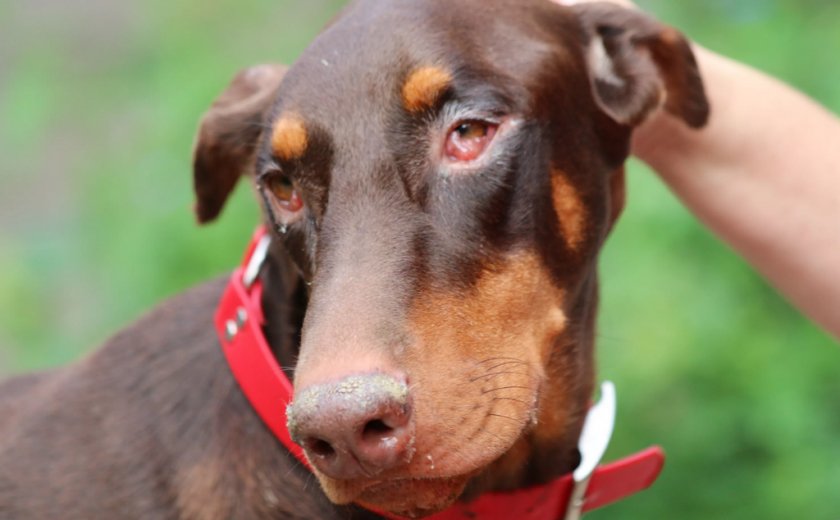 Конъюнктивит у собаке Конъюнктивит у собаке