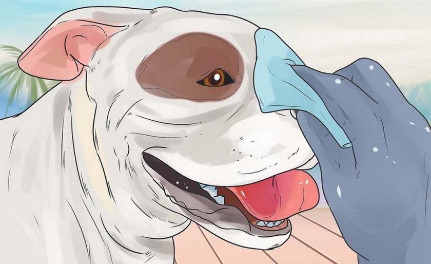 Очищение глаз собаки Очищение глаз собаки