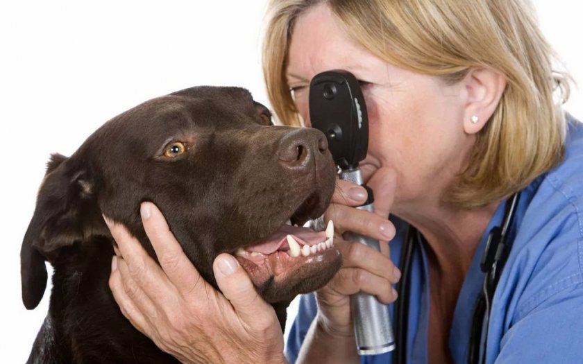 Осмотр глаз собаки ветеринаром Осмотр глаз собаки ветеринаром