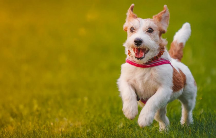 Собака Собака