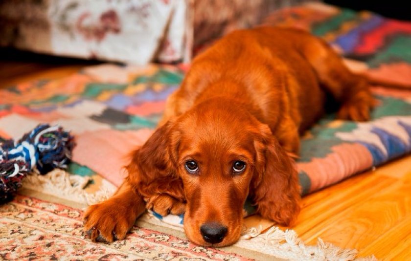 Ирландский сеттер