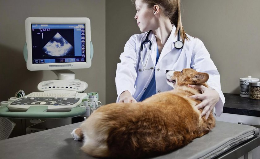 Ультразвуковое исследование животного