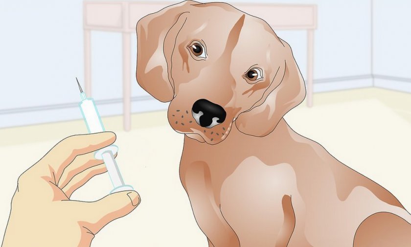 Лечение собаки