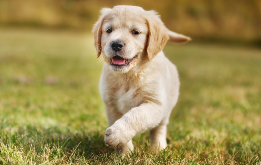 Здоровая собака