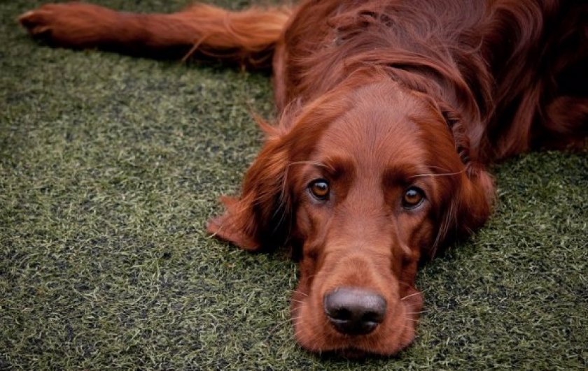 Ирландские сеттер