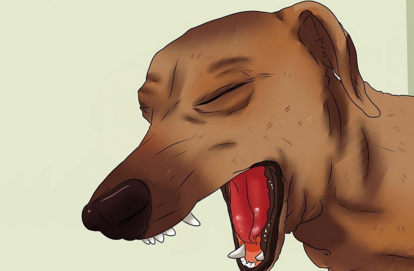 Парагрипп у собаки