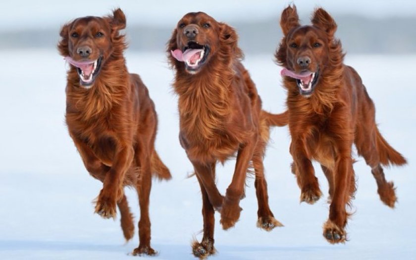 Ирландские сеттеры