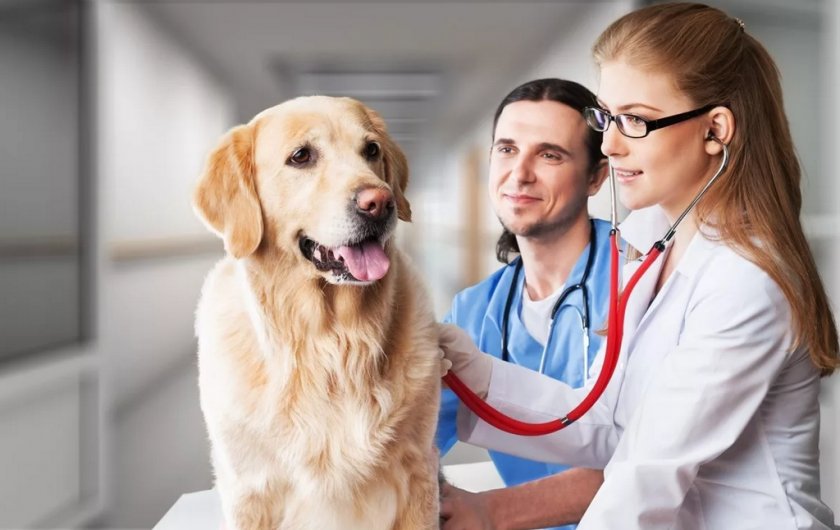 Осмотр собаки ветеринаром