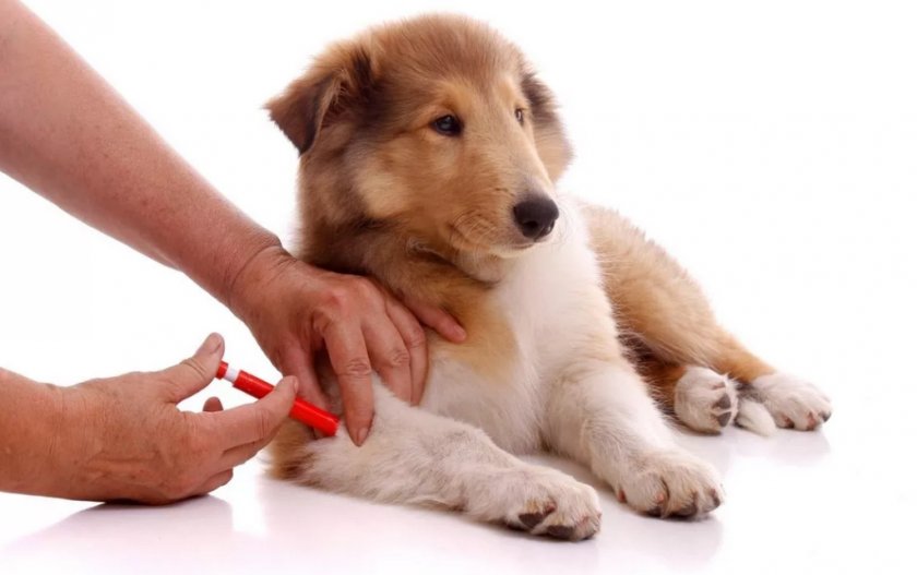 Вакцинация собаки