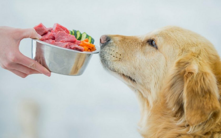Питание собаки