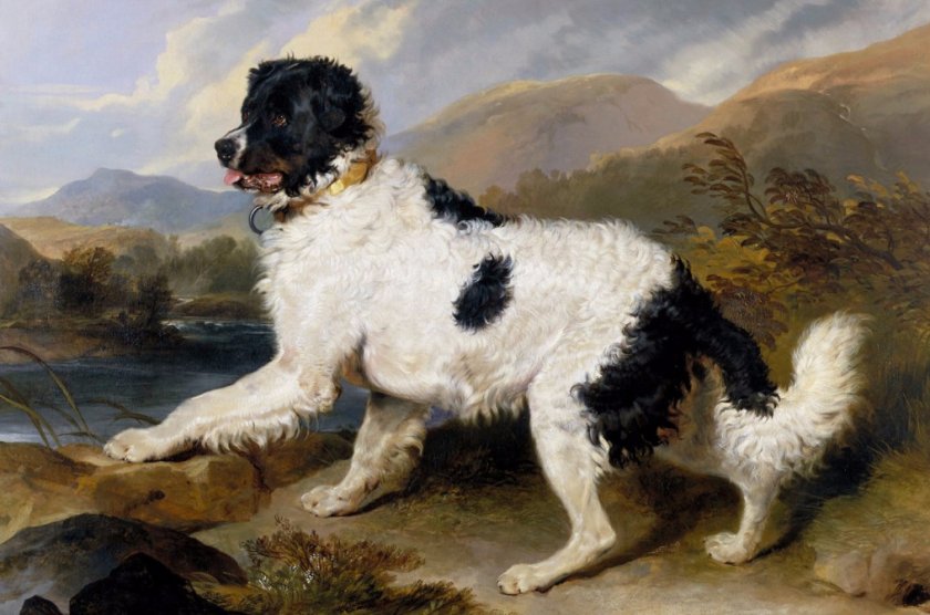 Эдвин Лэндсир, Ньюфаундленд, 1824